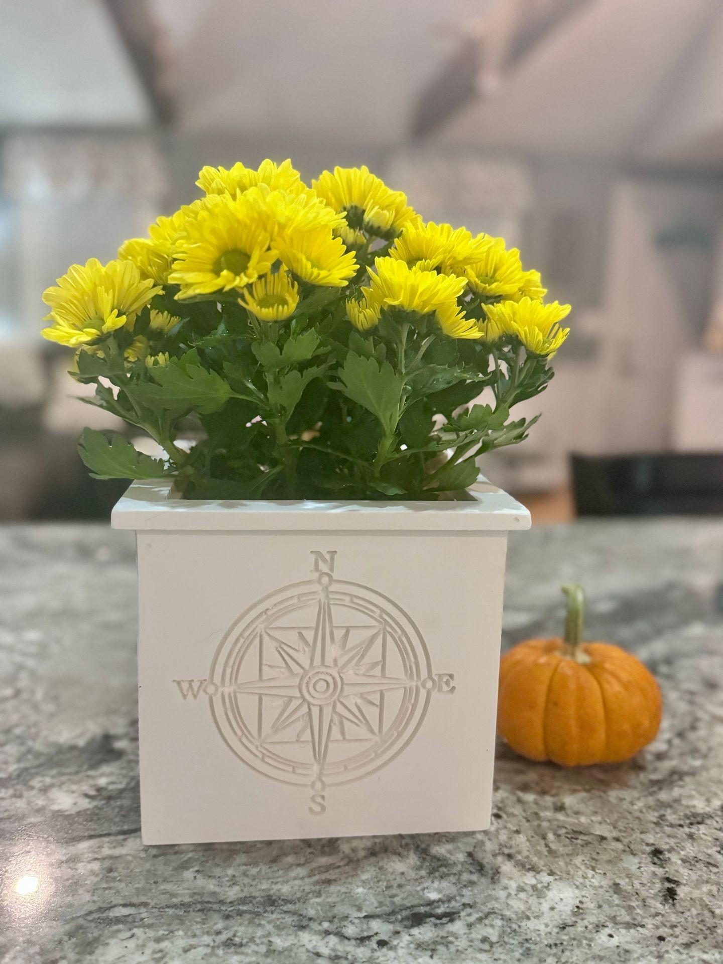 Table/Counter Top Planter