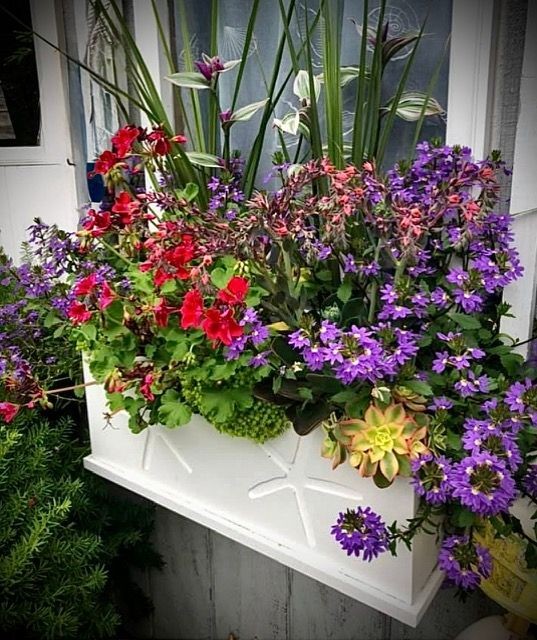 Our Signature Design - The Starfish